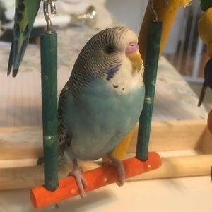 Meet your Posher, Shellie